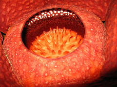 Rafflesia tuan-mudae