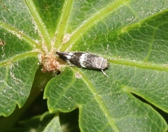 Elachista illectella