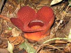 Rafflesia tuan-mudae