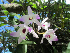 Dendrobium nobile