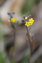 Myosotis persoonii