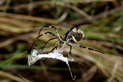 Argiope argentata