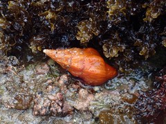 Nodopelagia brazieri