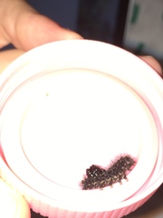 Insecta