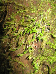 Bulbophyllum tryssum