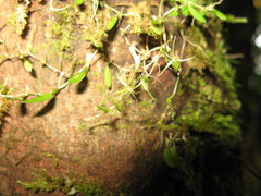 Bulbophyllum tryssum