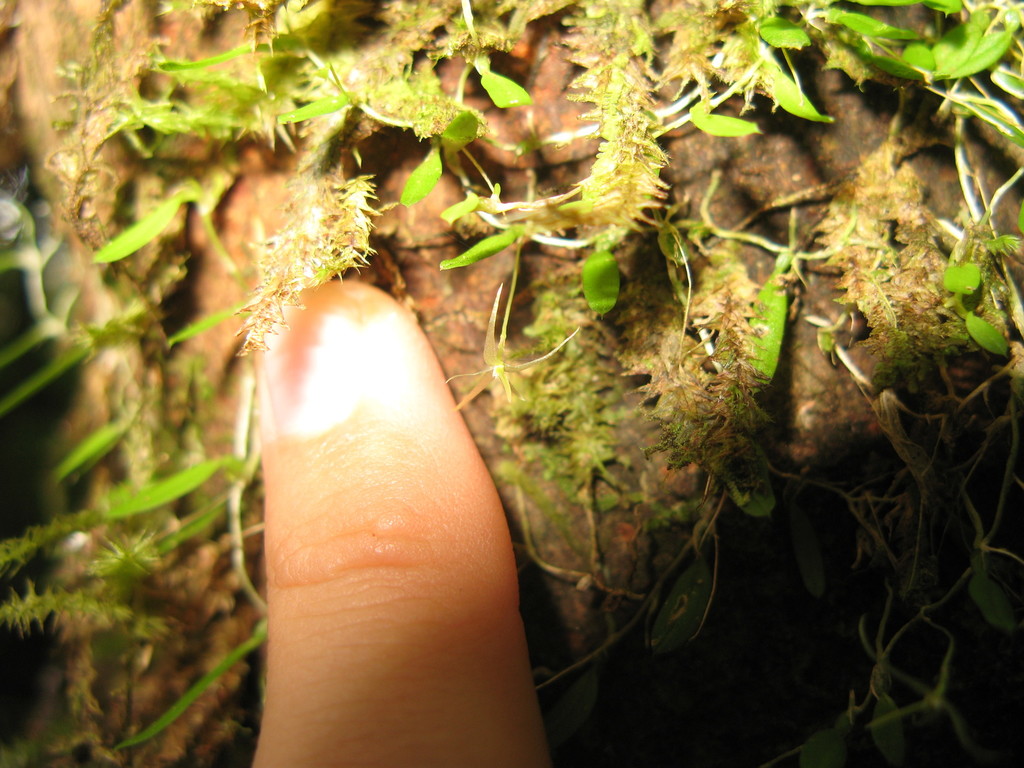 Bulbophyllum tryssum