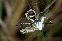 Argiope argentata