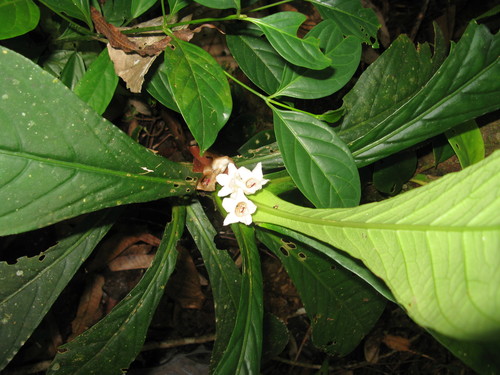 Cyrtandra subgrandis