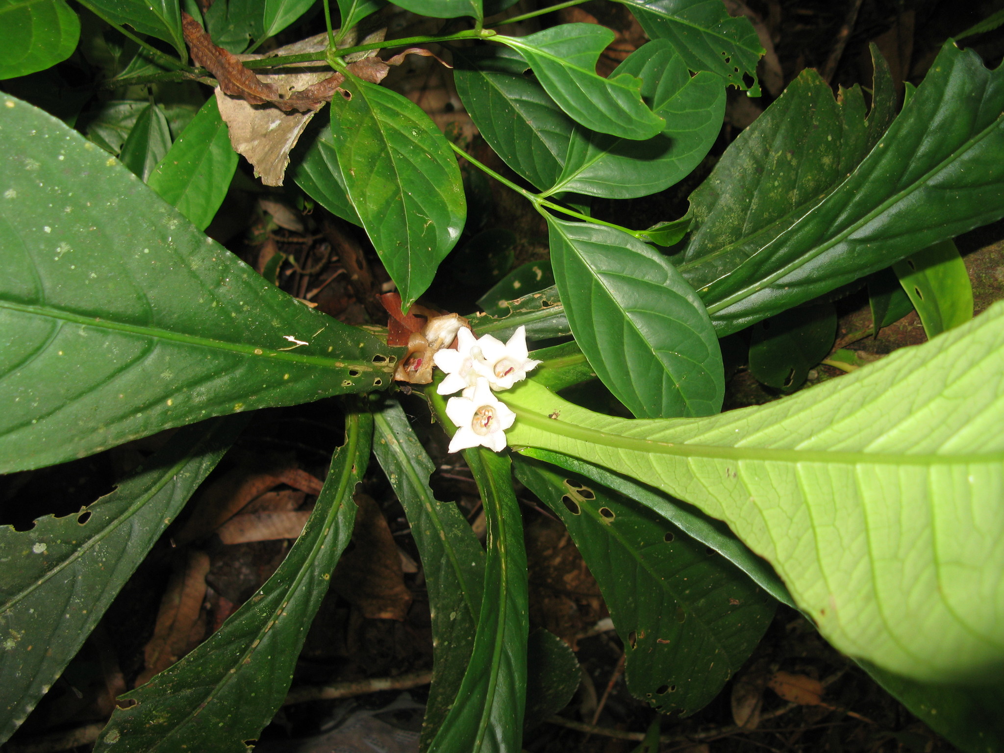 Cyrtandra subgrandis