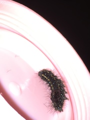Insecta