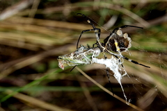 Argiope argentata