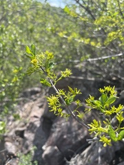 Vangueria soutpansbergensis