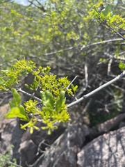 Vangueria soutpansbergensis