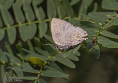 Strephonota tephraeus