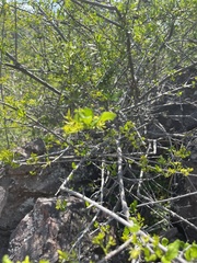 Vangueria soutpansbergensis