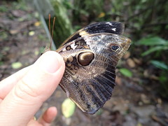 Opsiphanes bogotanus