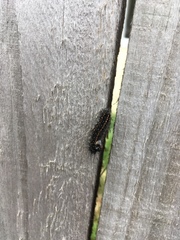 Insecta