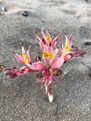 Alstroemeria recumbens