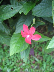 Ruellia rosea