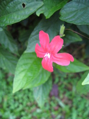 Ruellia rosea