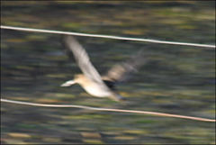 Gallinago hardwickii