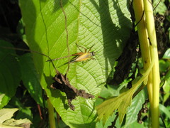 Nisitrus brunnerianus