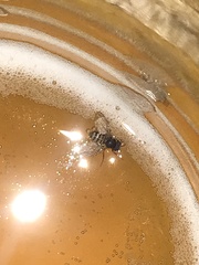 Drosophilidae