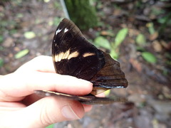 Opsiphanes bogotanus