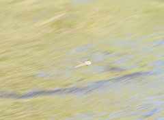 Austrocordulia refracta