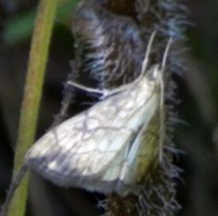 Evergestis pallidata