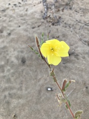 Oenothera picensis