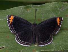Charis cadytis
