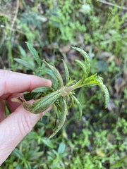 Neolasioptera mimuli