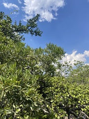 Maerua rosmarinoides