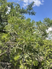 Maerua rosmarinoides