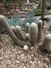 Cleistocactus strausii