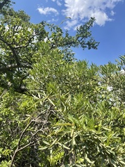 Maerua rosmarinoides