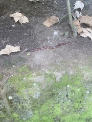 Pliocercus elapoides