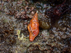 Nodopelagia brazieri