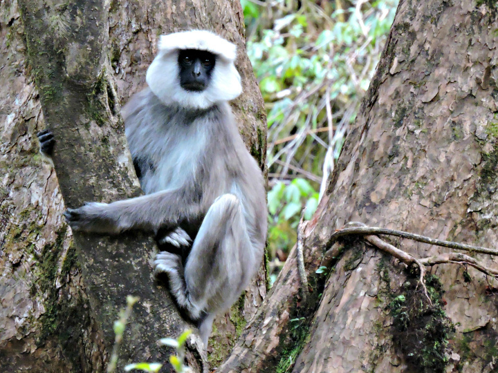 Nepal Grey Langur (Semnopithecus schistaceus) · iNaturalist