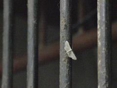 Ptychamalia perlata