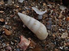 Cerithium nesioticum