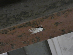 Hypercompe trinitatis