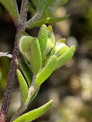 Prostanthera saxicola montana