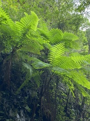 Cyathea costaricensis