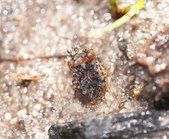 Ochteridae