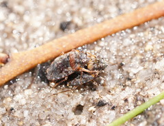 Ochteridae