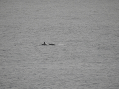 Delphinus delphis ponticus