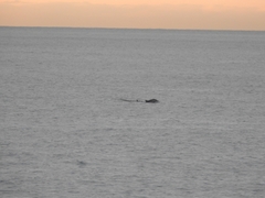 Delphinus delphis ponticus